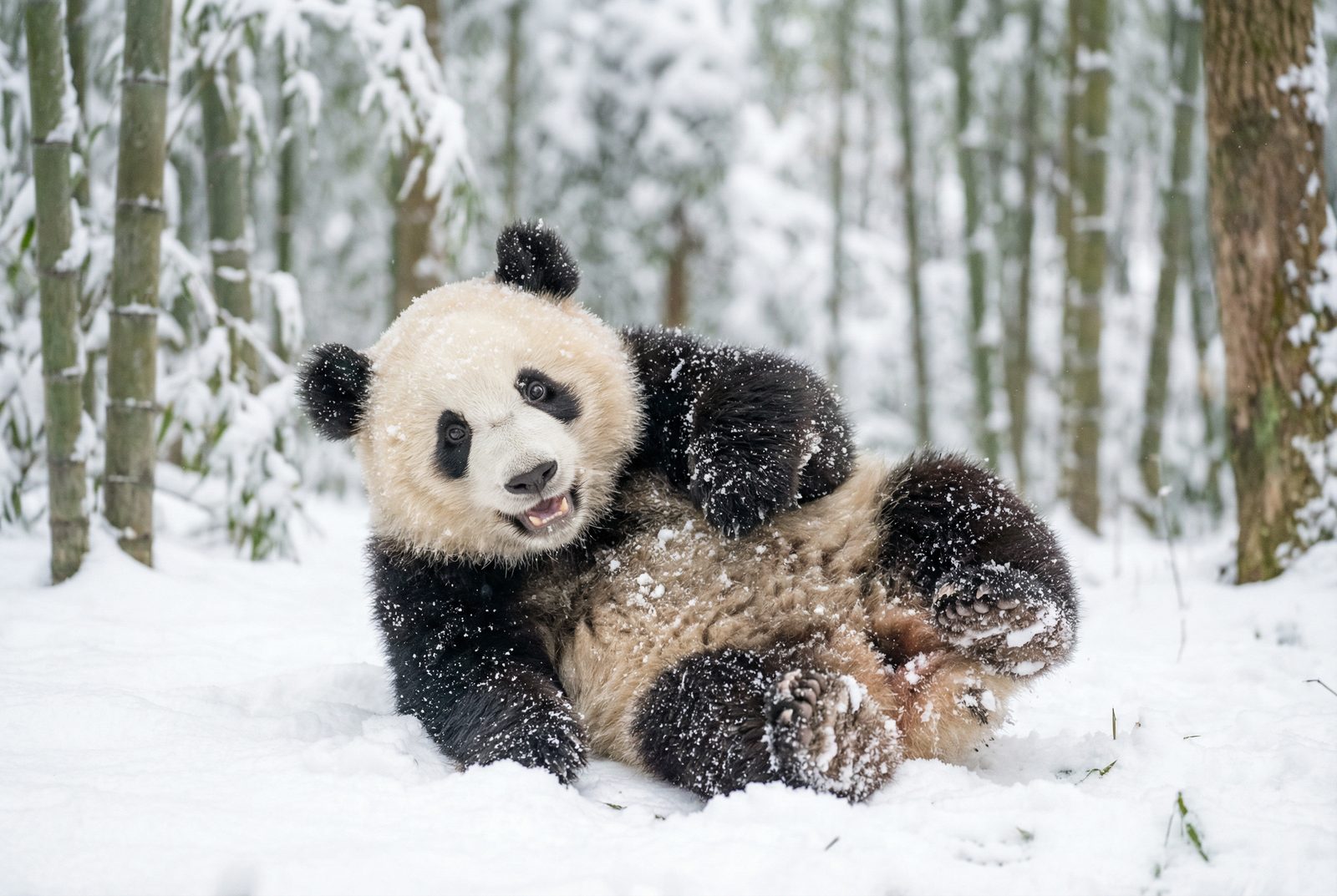 探花熊猫雪地嬉戏视频